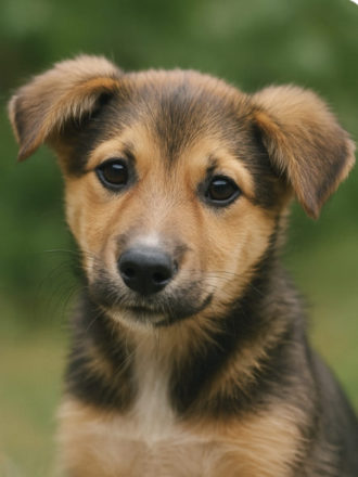 пожертвовать1